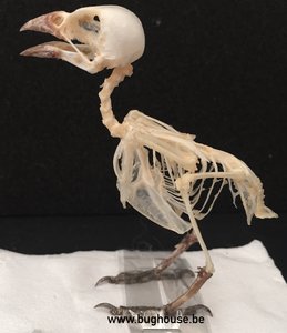 Bird Skeleton (Eurasian Tree Sparrow) Indonesia - Bughouse the online ...